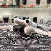 DJI Mini 4 Pro Fly More Combo